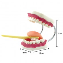 Giant Teeth Dental Care Model